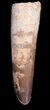 Spinosaurus Tooth - Large Root Section #40336-1